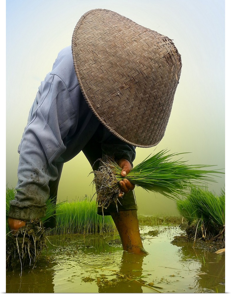 A farmer harvesting rice from a paddy.