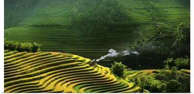 Rice Terraces In Vietnam
