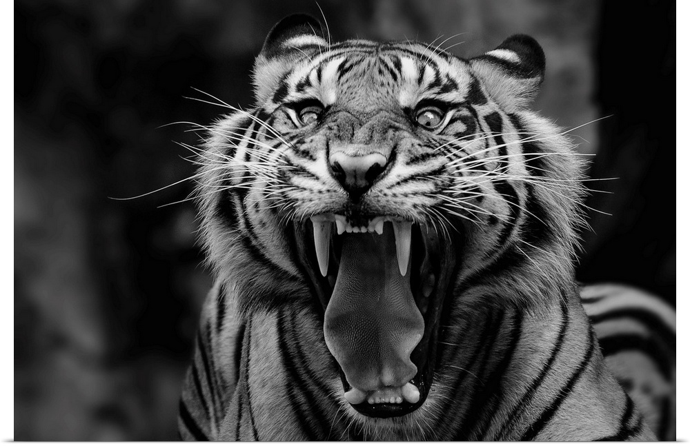 Black and white portrait of a snarling tiger showing off its fangs.
