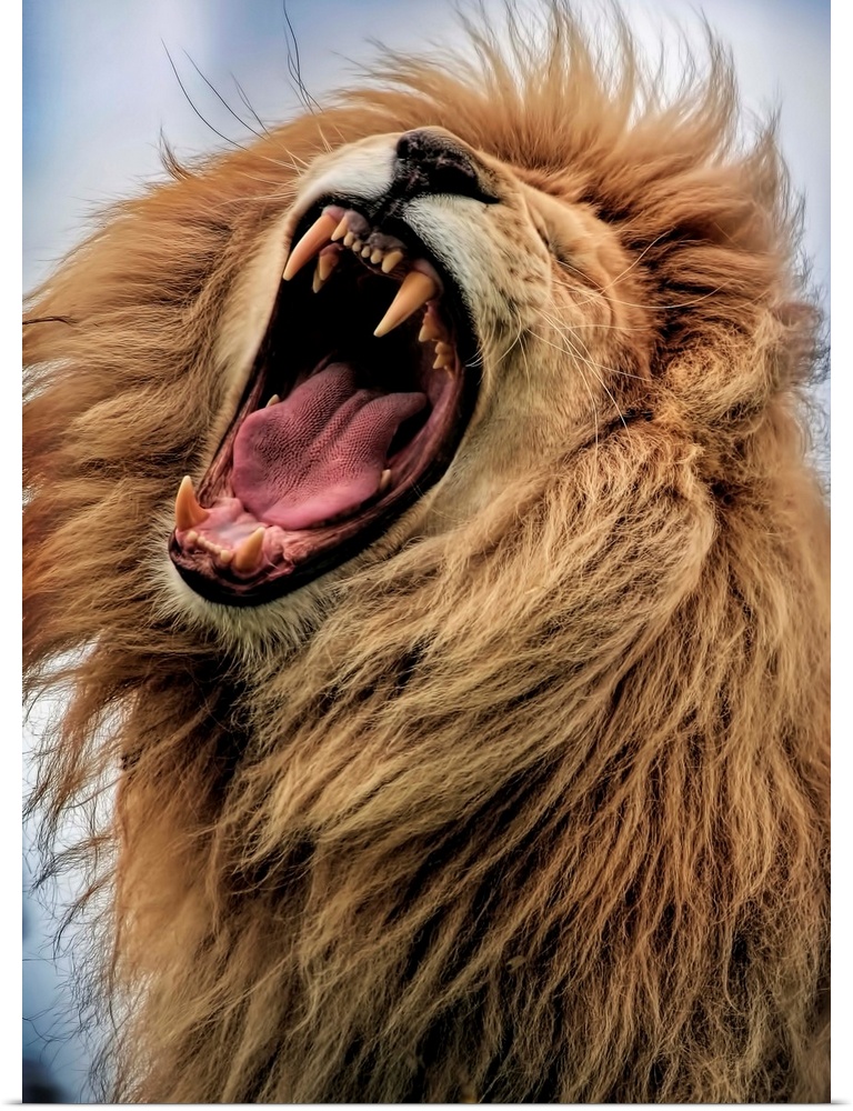 A male lion roaring loudly, showing off its fangs.