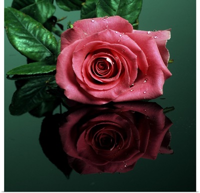 Rose In Pink Color