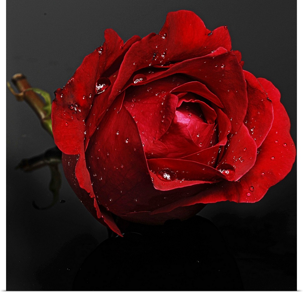 Rose With Raindrops