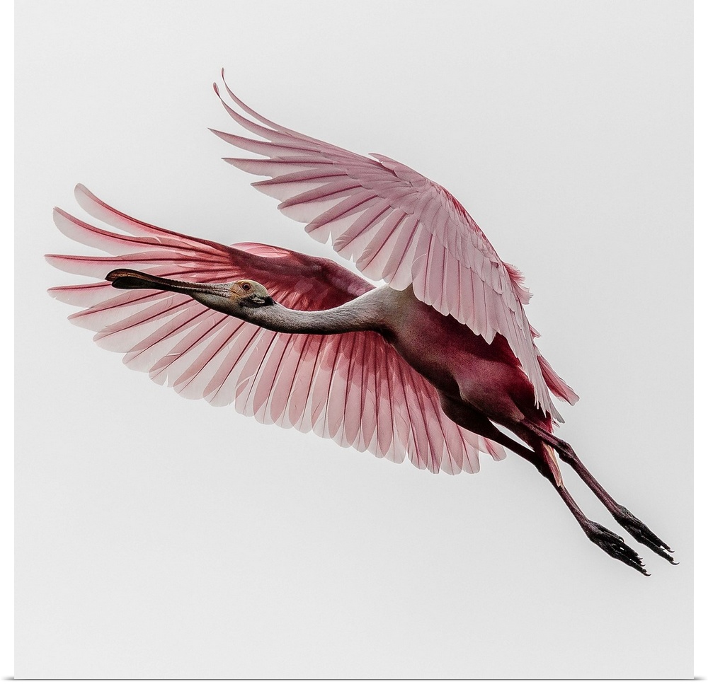 A Roseate Spoonbill in mid-flight, with its wings outstretched.