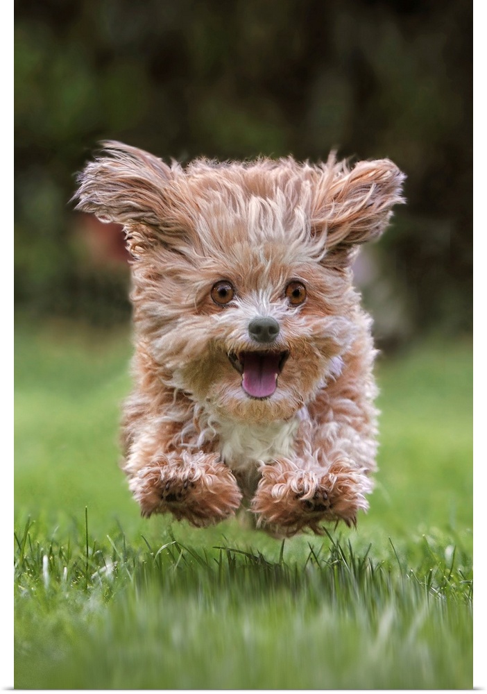 A puppy running excitedly through the grass.