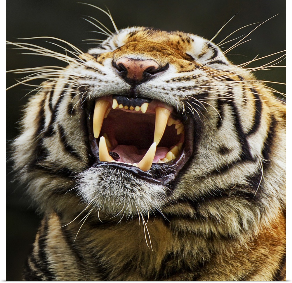 A portrait of a tiger showing its large teeth.