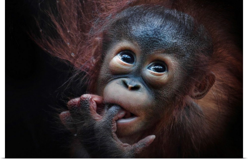 A baby orangutan with its finger in its mouth.