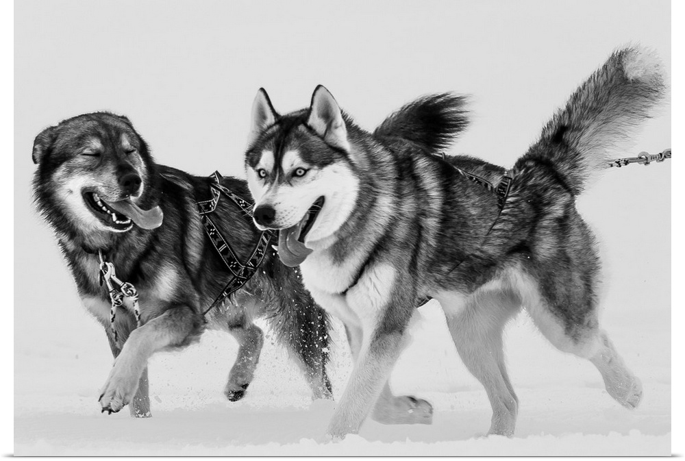 Two Siberian Husky dogs running in the snow, Iceland.