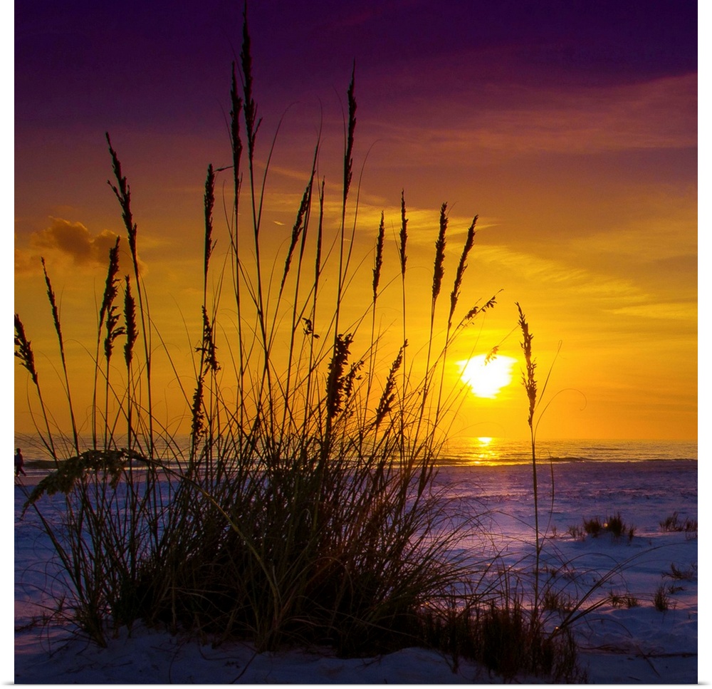 Sunset on Siesta Key, silhouette of grasses from inches above the sand.