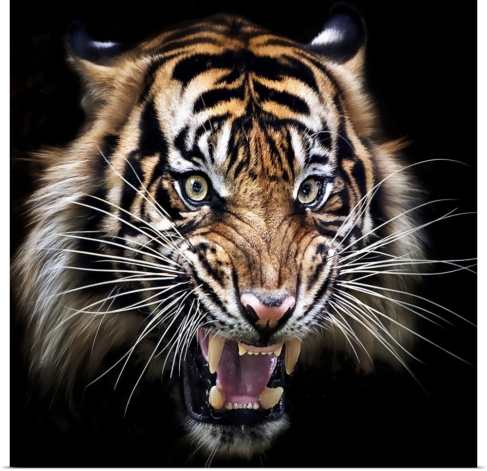 A portrait of a snarling tiger against a black background.