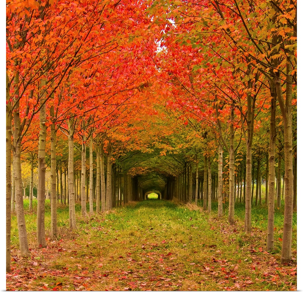 Pathway lined with thin trees with vibrantly colored fall leaves.
