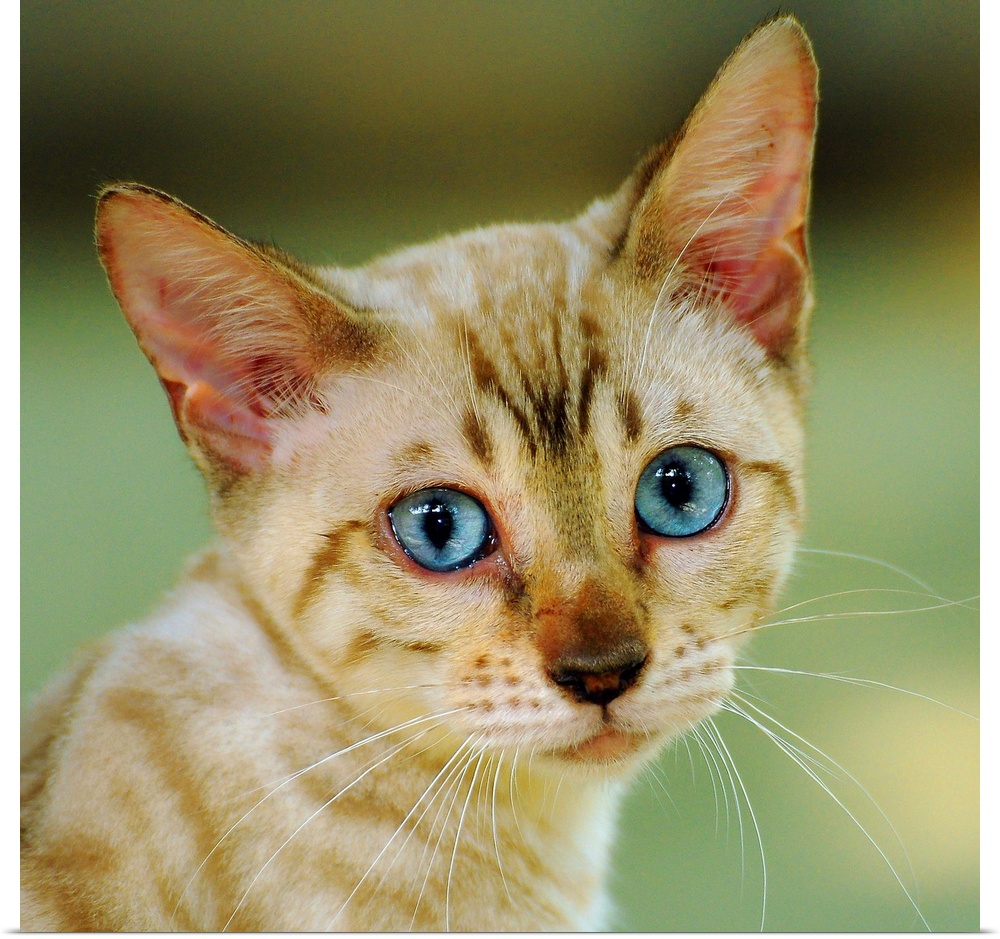 Portrait of a cream colored Bengal kitten with blue eyes.
