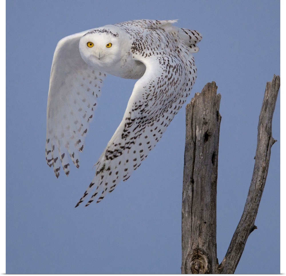 A Snowy Owl takes off in the Sax-Zim bog, Northeast Minnesota.