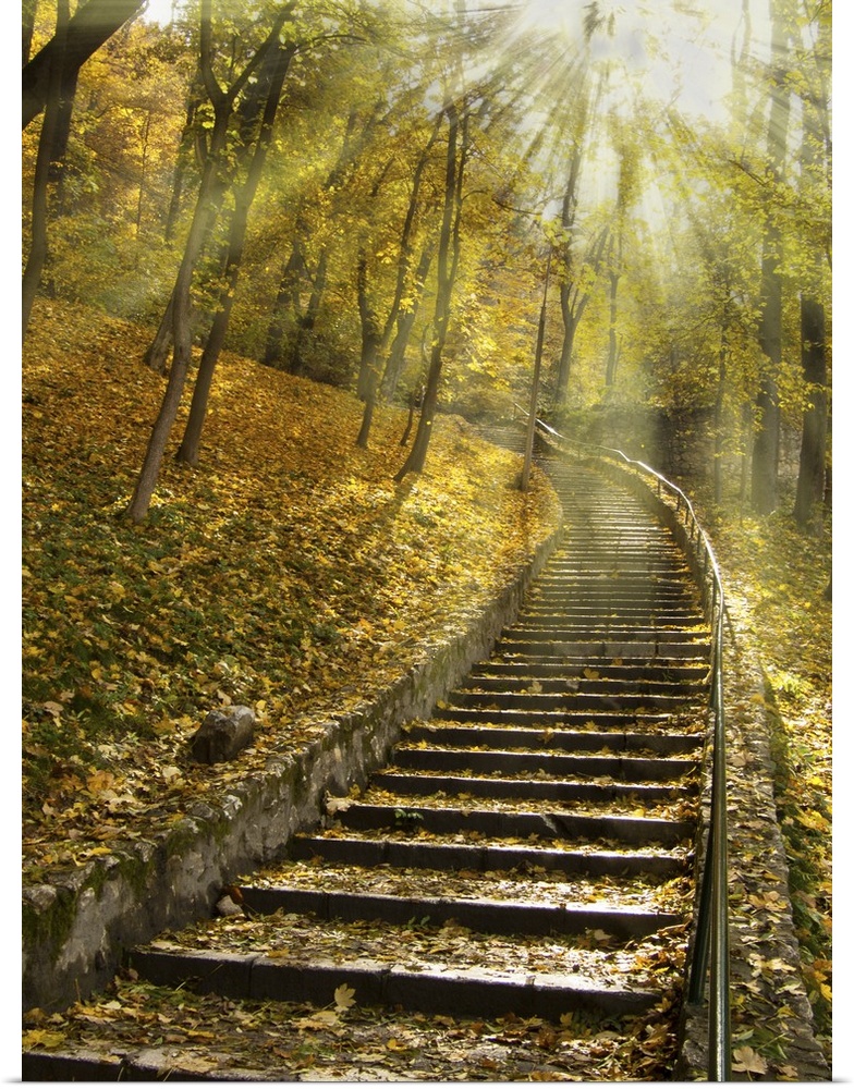 A flight of stairs on a forest path in autumn.