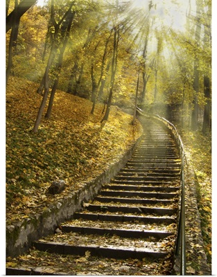 Stairs to Heaven Through the Forest