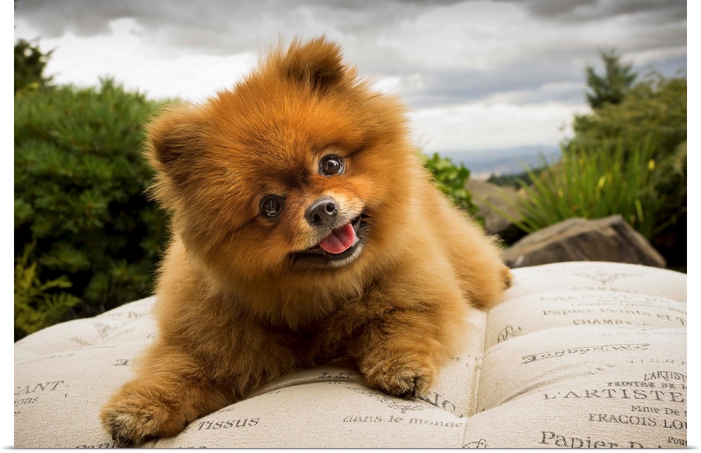 A Pomeranian dog outside on a pillow with a cloudy sky.