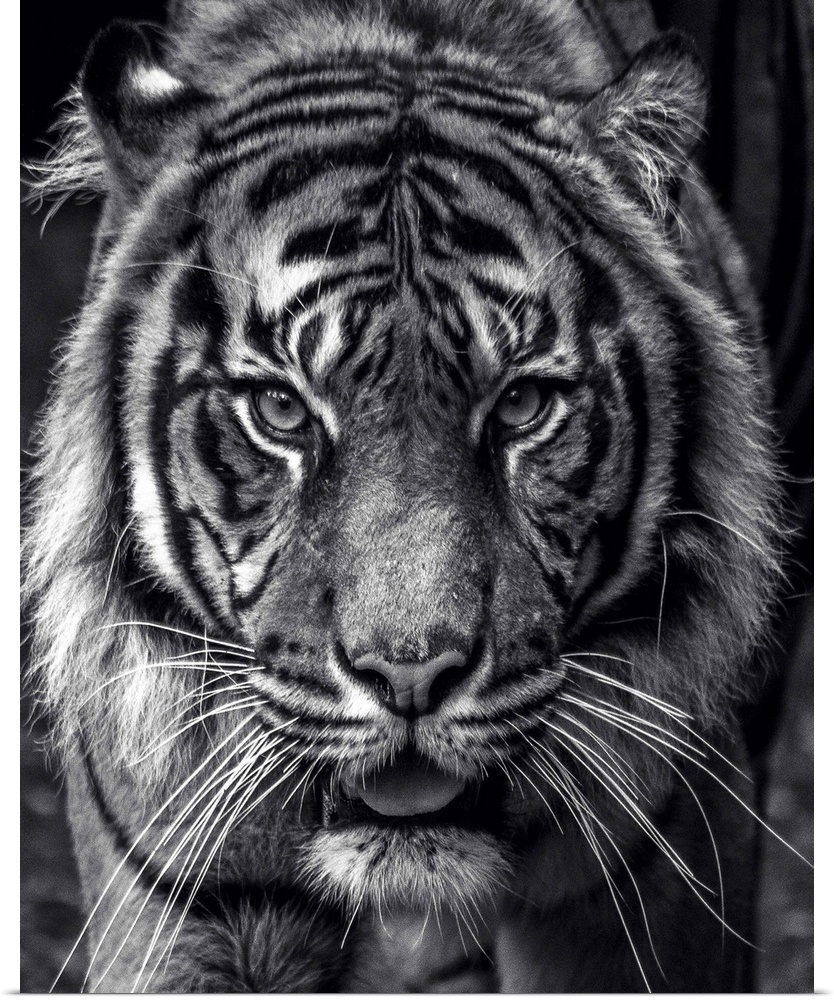 Black and white portrait of a large Sumatran Tiger.