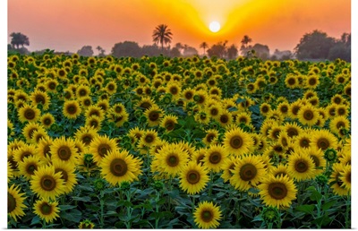 Sunflower Field and Sunset