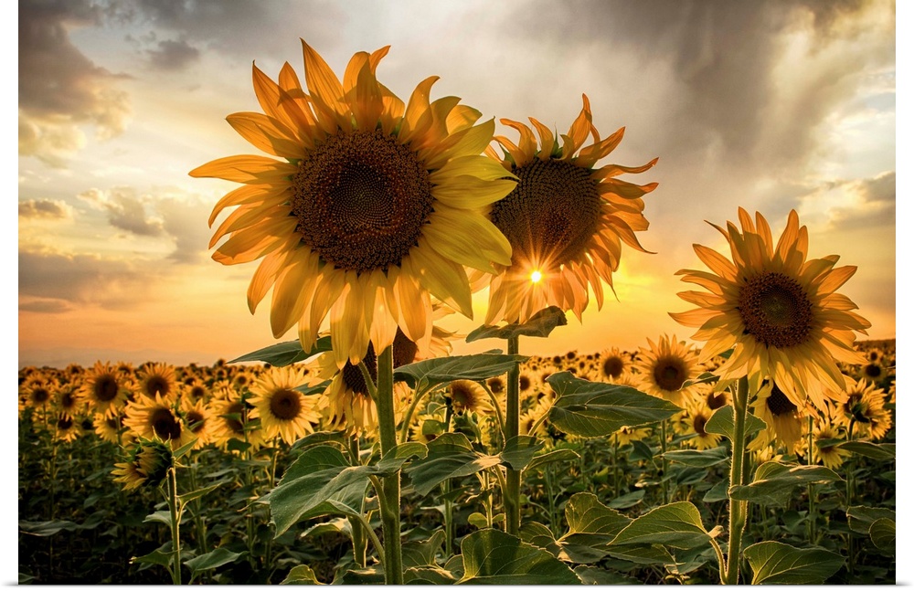 Sunflower field at sunset with a beautiful sun starburst.