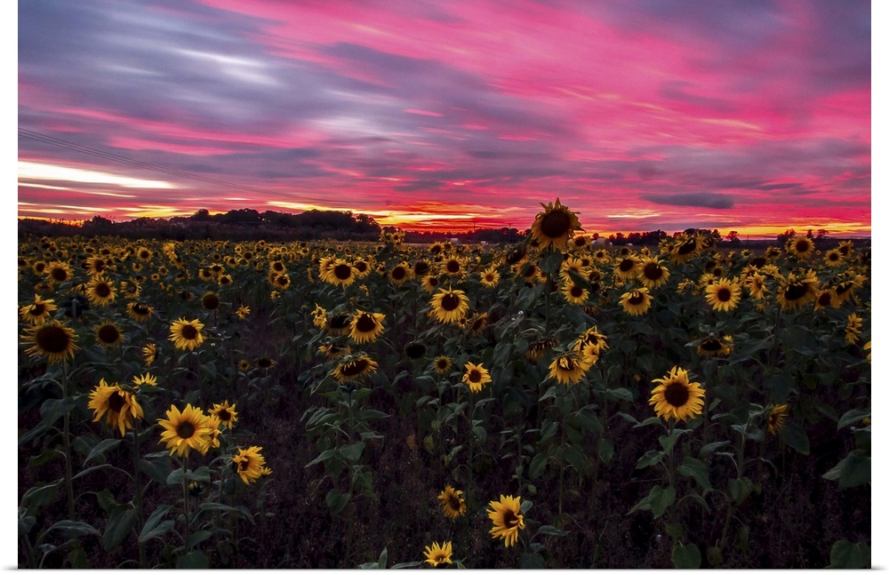 A field of Sunflowers turning away from the blazing night sun.