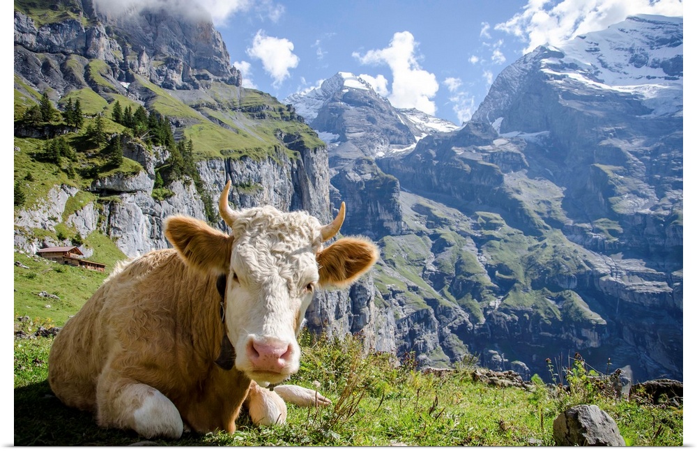 Cow relaxing in the mountains of Oeschinensee, Kandersteg, Switzerland.