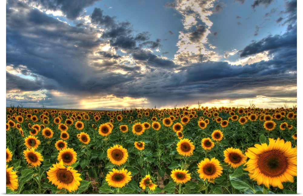Sunflower field in Colorado under dramatic clouds.