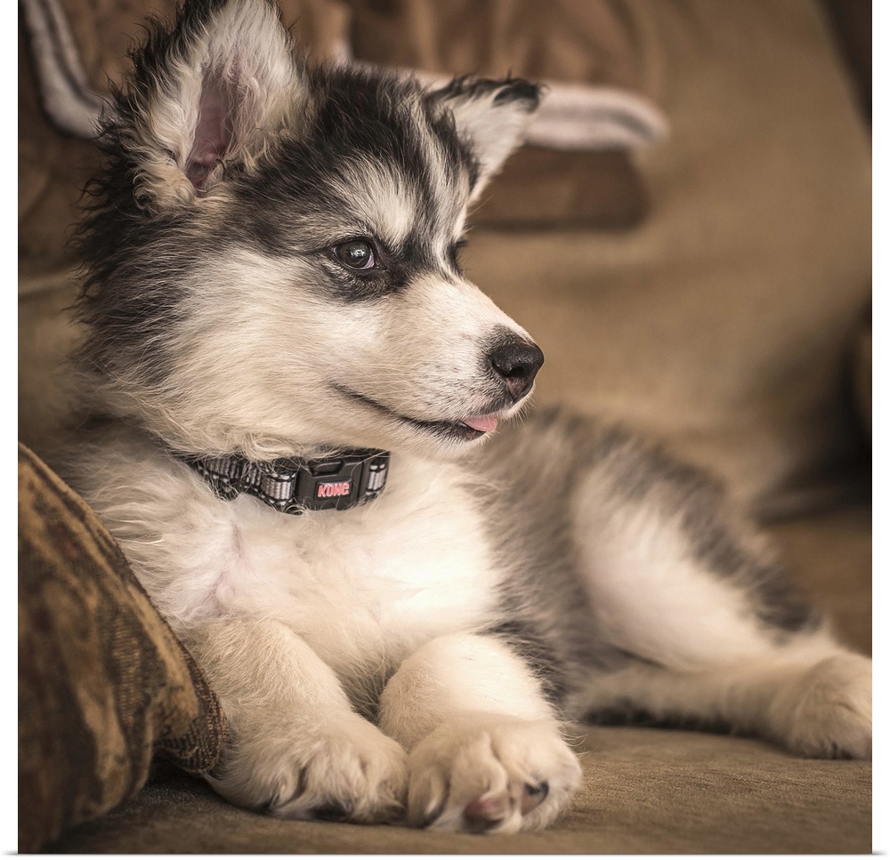 An Alaskan Malamute puppy resting on a sofa.