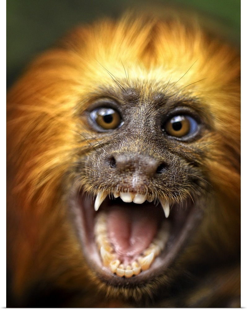 A smiling monkey baring its teeth.