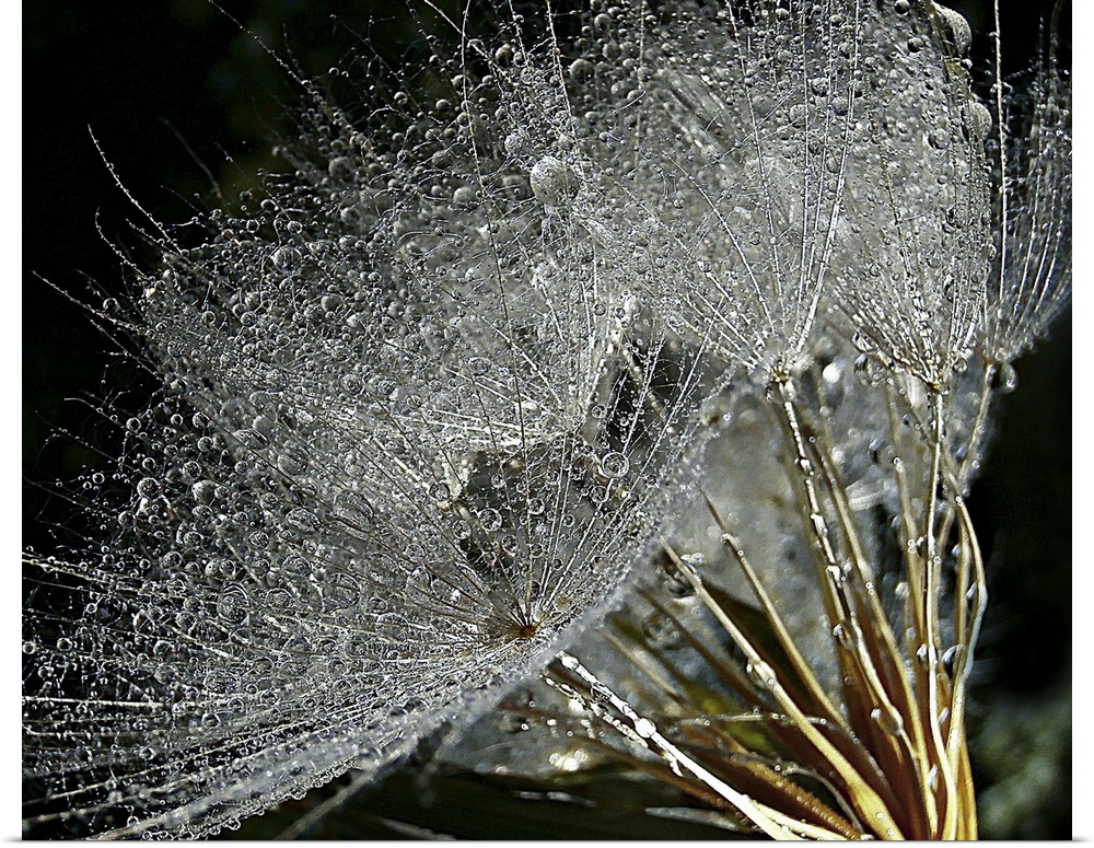 Goat's Beard plant covered in dew.