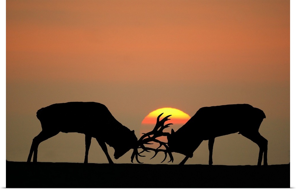 Rutting red deer stags at sunset.