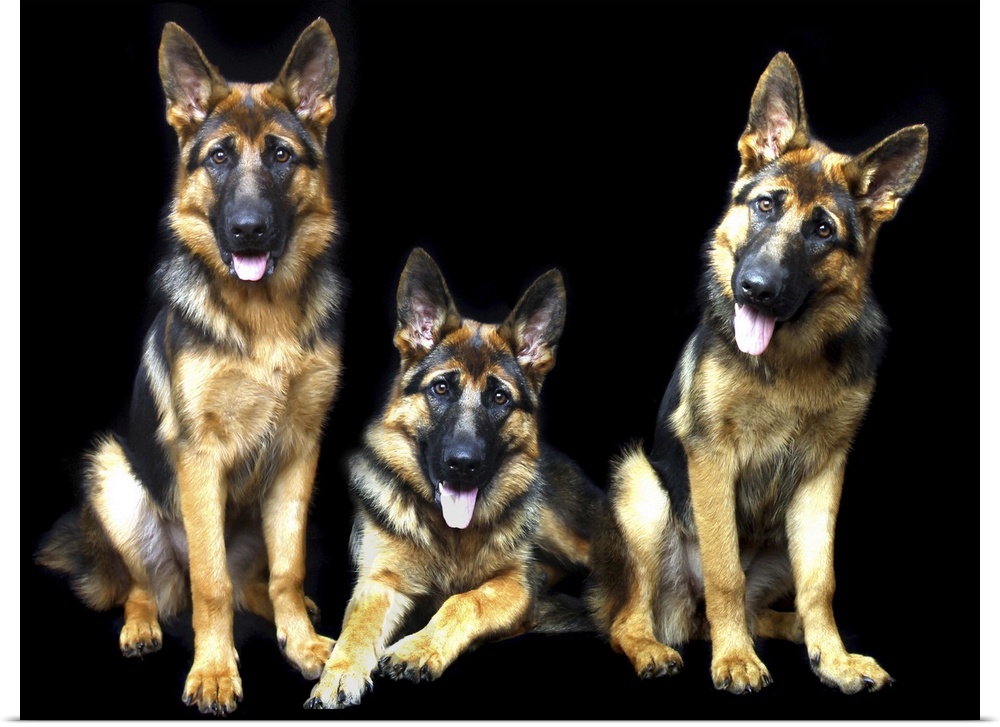 Three cute German Shepherd dogs posing in a black studio.