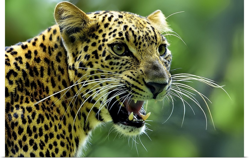 A fierce portrait of a jaguar gazing intently at something while roaring.