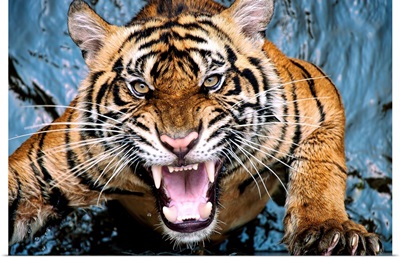 Tiger Scream