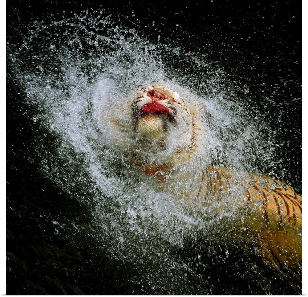 Photograph of a tiger leaping from shallow water and splashing it up all around him.
