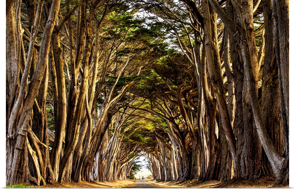 Trees on the road to the radio station at Pt. Reyes National Seashore, California.