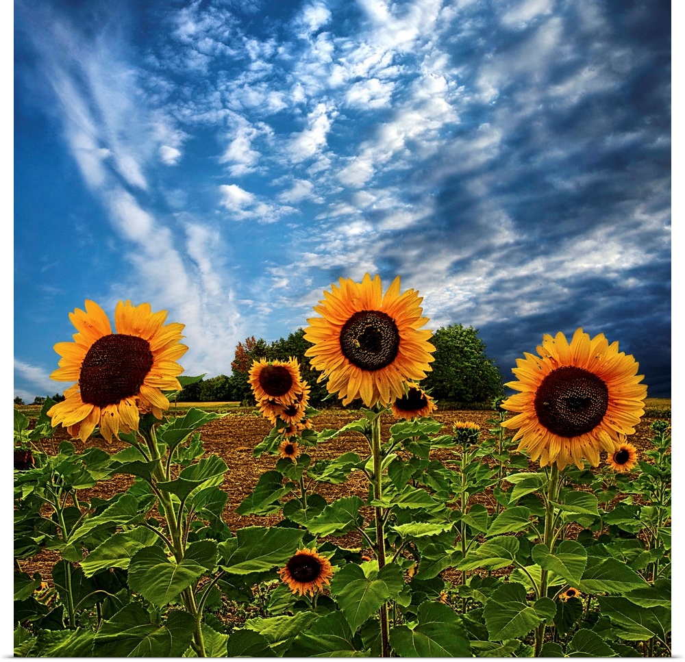 Sunflowers in Wisconsin