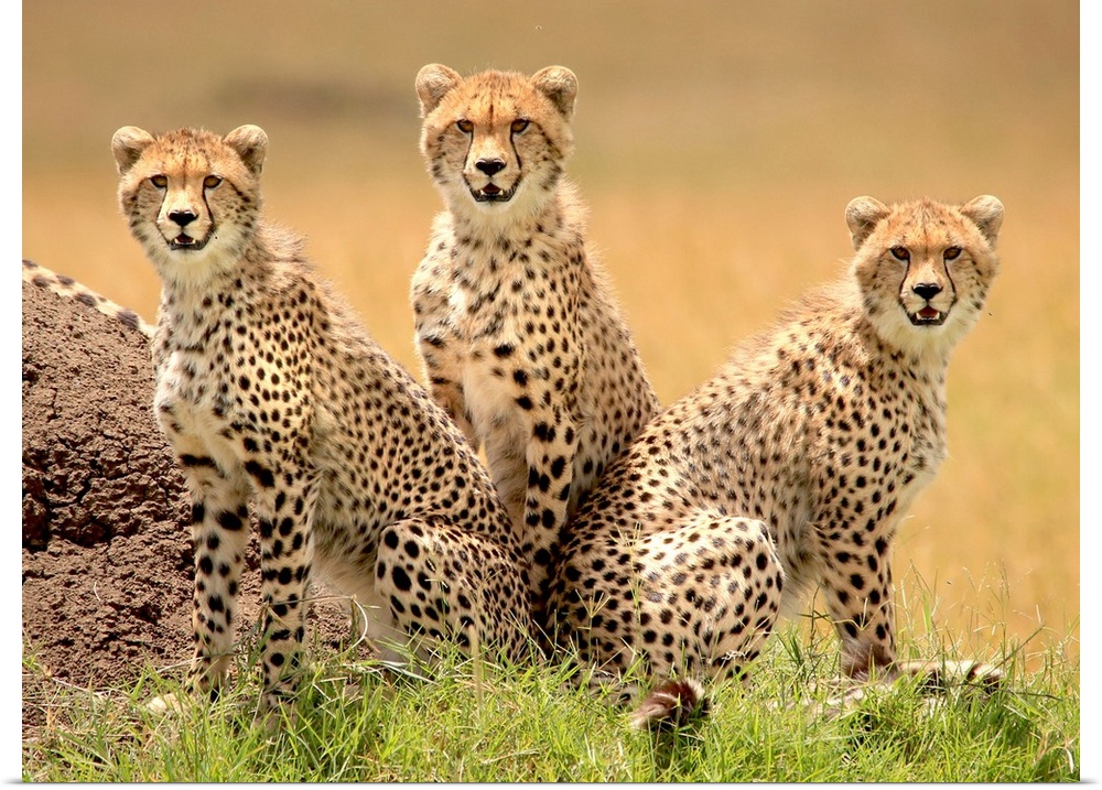 Trio of young cheetahs looking for trouble.