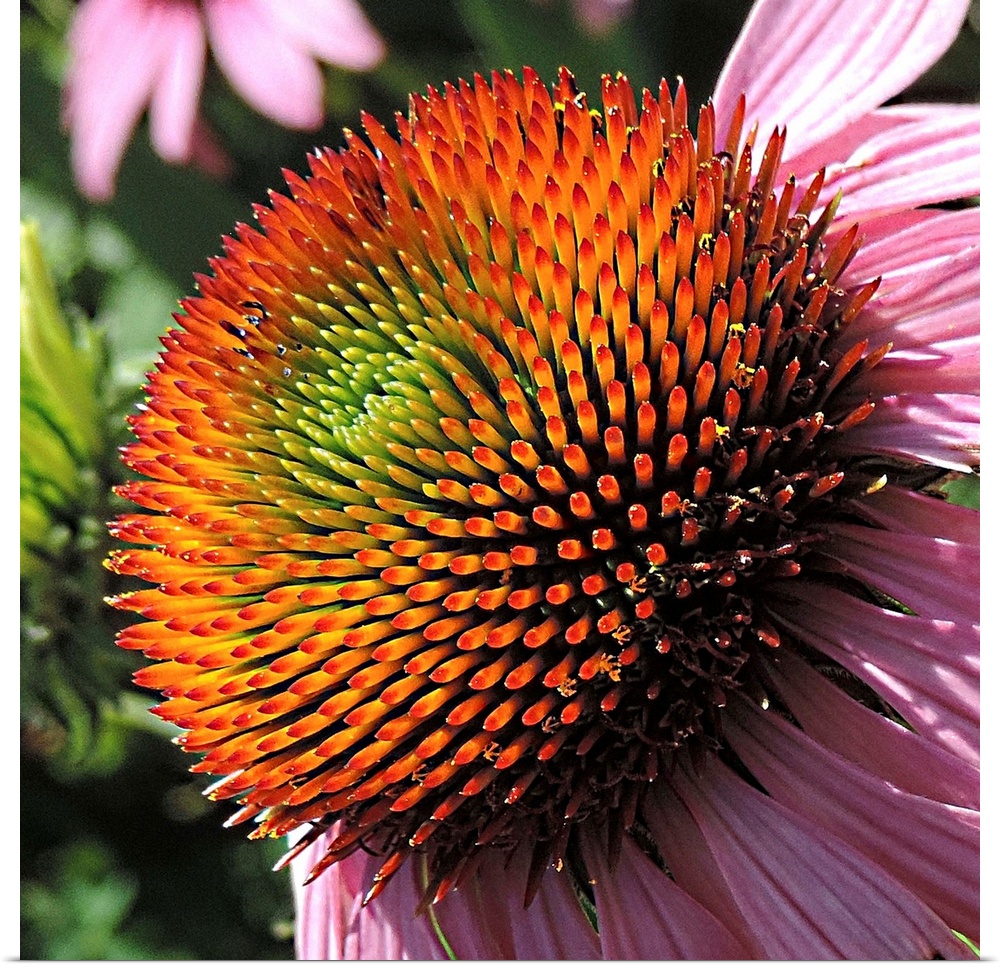Beautiful Purple Cone Flower in a garden, showing nearly all the colors of the rainbow.