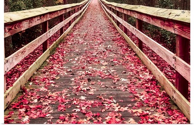 Walkway of Red Leaves