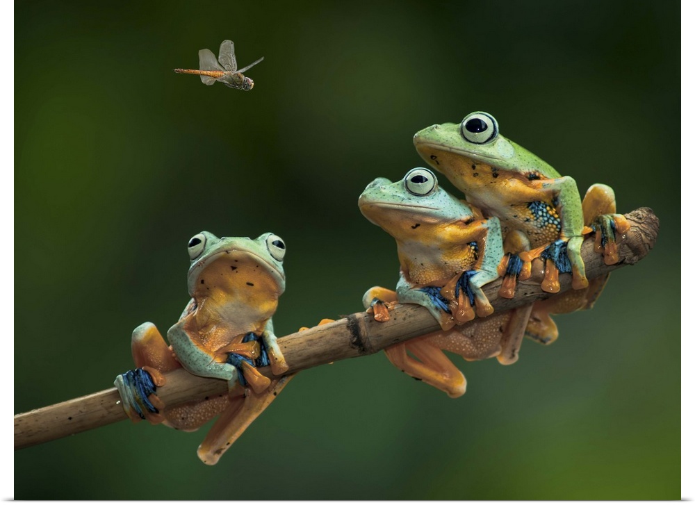 Three tree frogs sitting on a branch watch a fly above.