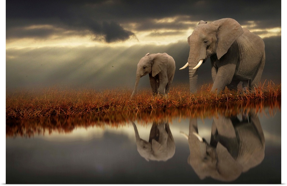 Two elephants walking along the water, with their reflections mirrored below, on a cloudy day.