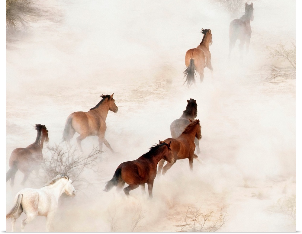 Gila River Reservation, a stampeding group of wild mustangs kicking up dust.