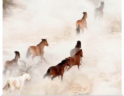 Wild Mustangs 1