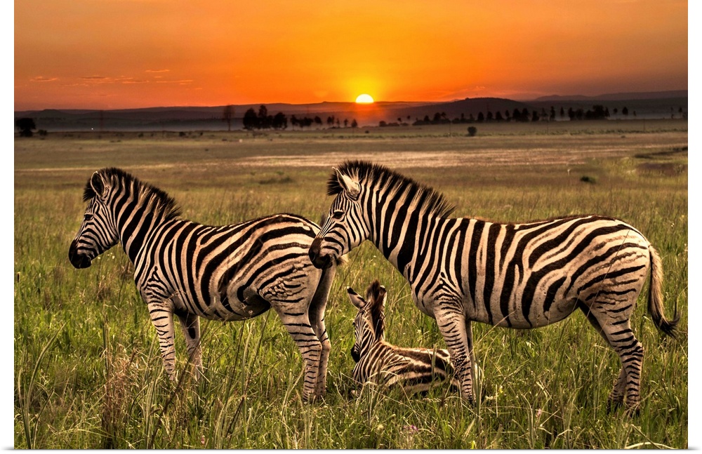 A family of Zebras on the plain at dawn.