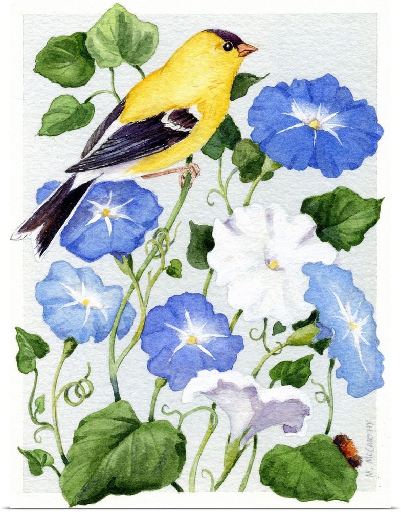 Goldfinch and Morning Glories