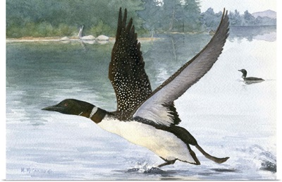 Loon Take-Off