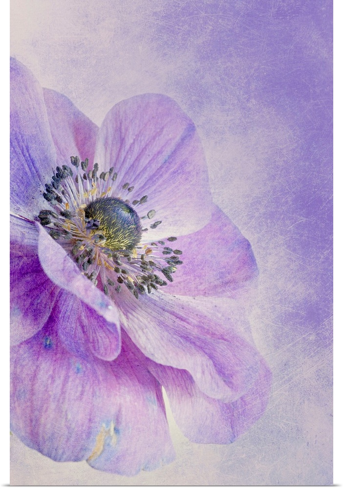 Large, vertical, close up fine art photograph of an anemone flower in bloom, on a background of similar color.  The entire...