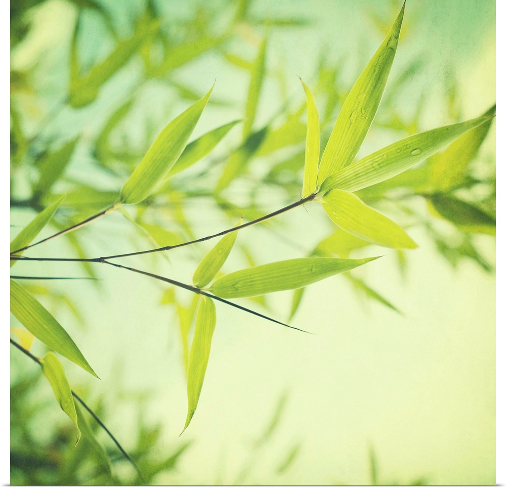Bamboo leaves in light green tones