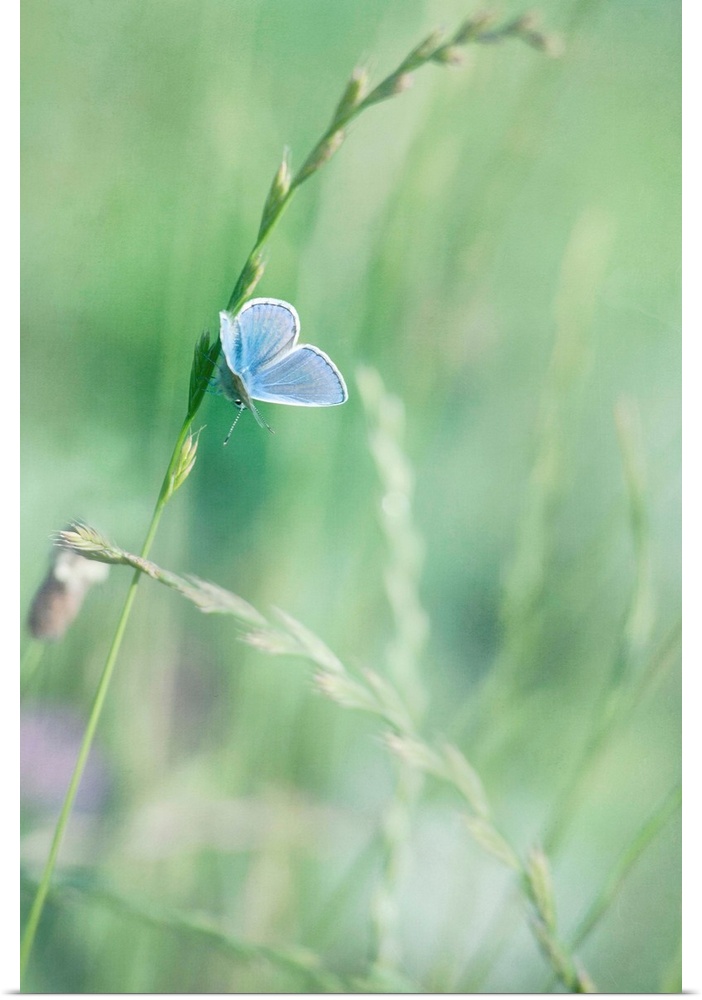 Peablue Butterfly on a Grassblade