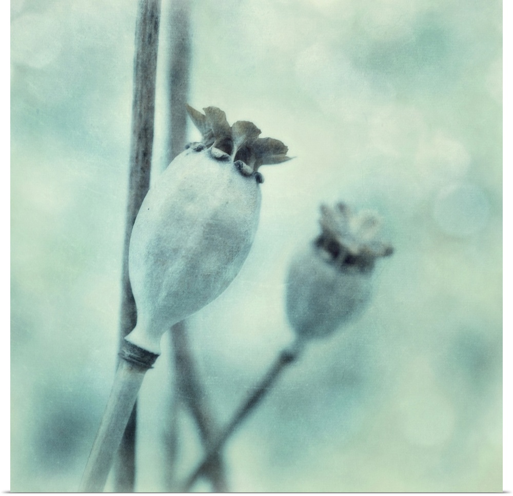 Two poppy seed pods in squared format, toned monochratic in bluegreen