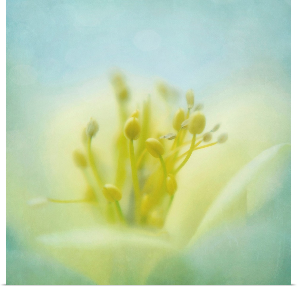 pistils of a columbine flower, taken with my lensbaby   macrokit. For me, the pistils looks like they are dancing together